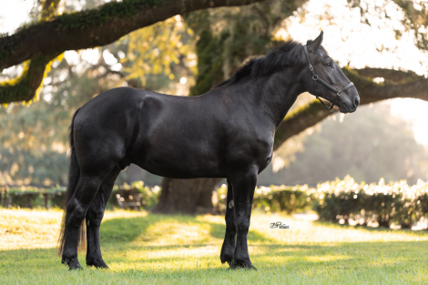 HorseID: 2301810 Sinatra - PhotoID: 1083788