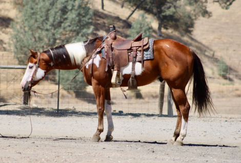 HorseID: 2301813 R IMAGE OF MR - PhotoID: 1098387