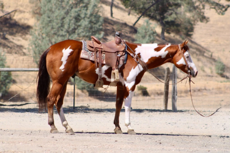 HorseID: 2301813 R IMAGE OF MR - PhotoID: 1098388