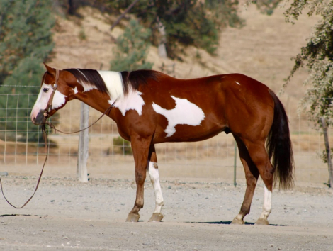 HorseID: 2301813 R IMAGE OF MR - PhotoID: 1098389