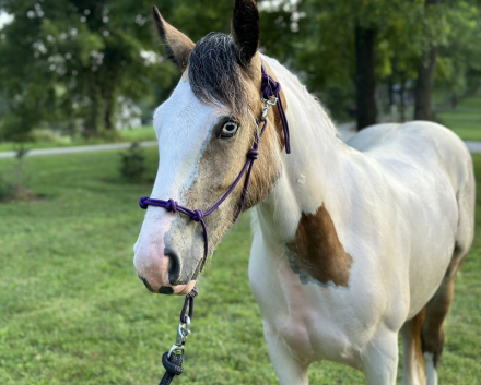 HorseID: 2301814 MPR's Lil'Peanut - PhotoID: 1083801