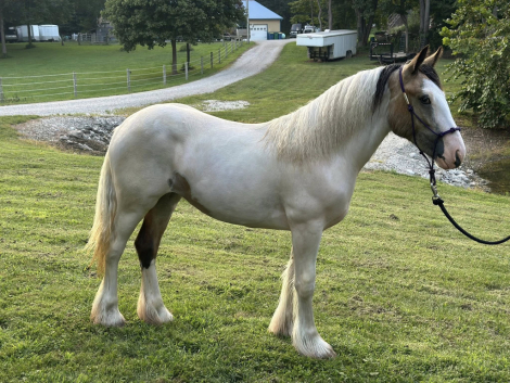 HorseID: 2301814 MPR's Lil'Peanut - PhotoID: 1083802
