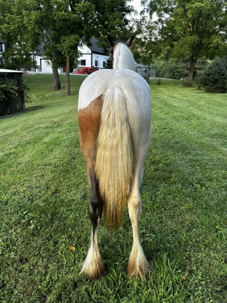 HorseID: 2301814 MPR's Lil'Peanut - PhotoID: 1083803