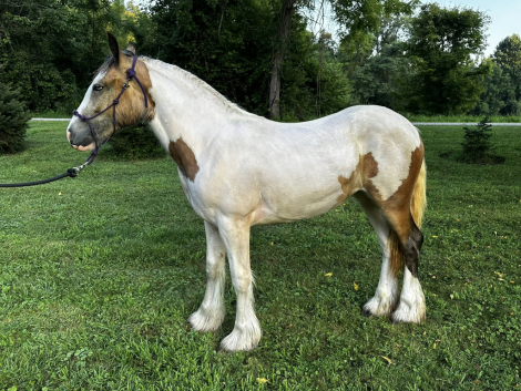 HorseID: 2301814 MPR's Lil'Peanut - PhotoID: 1083804