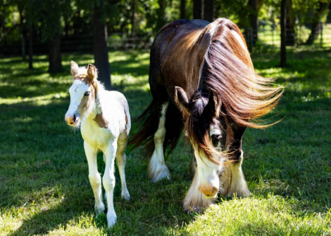 HorseID: 2301814 MPR's Lil'Peanut - PhotoID: 1083805