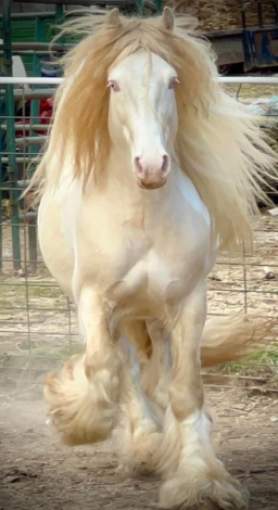 HorseID: 2301814 MPR's Lil'Peanut - PhotoID: 1083806