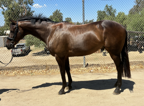 HorseID: 2301815 Kid A - PhotoID: 1083807