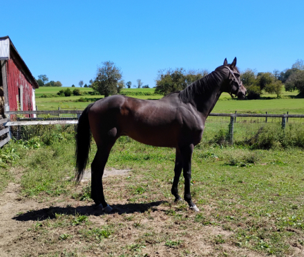 HorseID: 2301828 Jimmy The Kid - PhotoID: 1085063