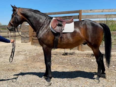 HorseID: 2301829 Final Countdown (Connor) - PhotoID: 1083811