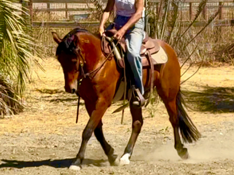 HorseID: 2301831 Hombre - PhotoID: 1083815