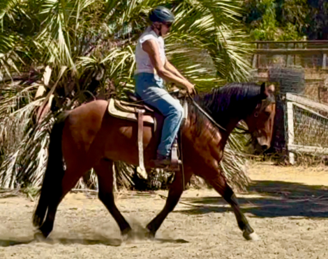 HorseID: 2301831 Hombre - PhotoID: 1083816