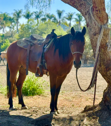 HorseID: 2301831 Hombre - PhotoID: 1083817