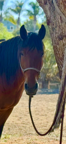 HorseID: 2301831 Hombre - PhotoID: 1083818