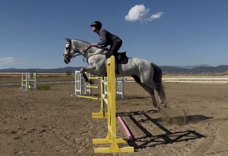 HorseID: 2301835 Montreal H - PhotoID: 1083819