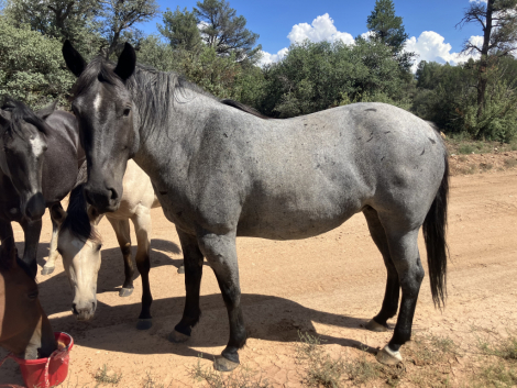 HorseID: 2301836 Blueberry - PhotoID: 1083820