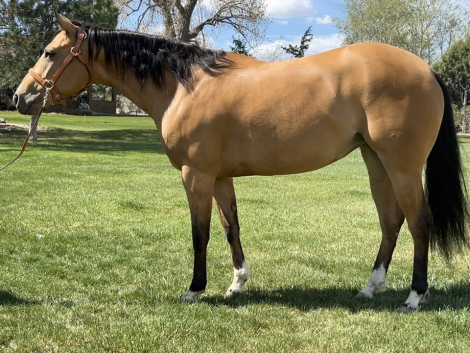 HorseID: 2301839 Twentyfourcarrotgold - PhotoID: 1083821