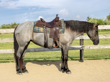 HorseID: 2301840 Luna - PhotoID: 1083853