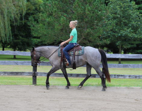 HorseID: 2301840 Luna - PhotoID: 1083855