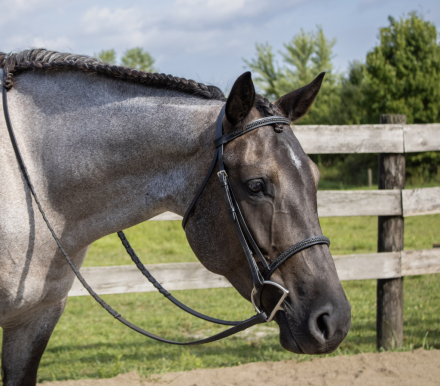 HorseID: 2301840 Luna - PhotoID: 1083856