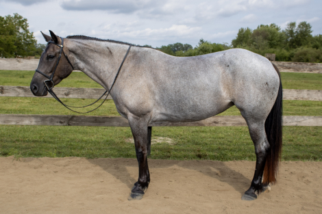 HorseID: 2301840 Luna - PhotoID: 1083857