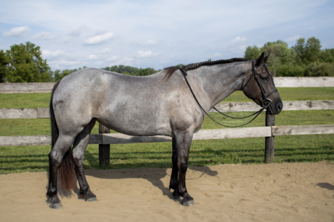 HorseID: 2301840 Luna - PhotoID: 1083858