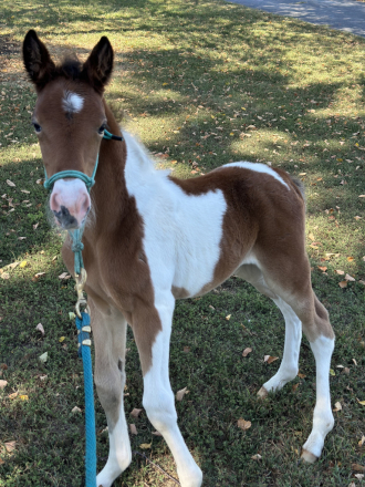 HorseID: 2301842 No name - PhotoID: 1083829