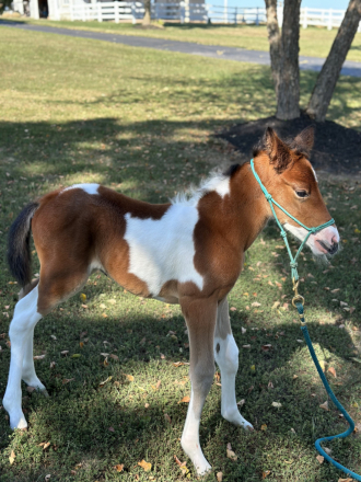 HorseID: 2301842 No name - PhotoID: 1083830