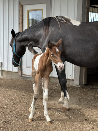 HorseID: 2301842 No name - PhotoID: 1083831