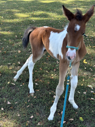 HorseID: 2301842 No name - PhotoID: 1083832