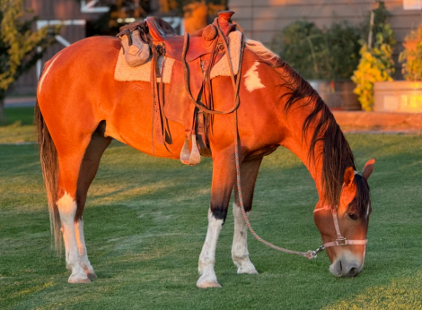 HorseID: 2301850 Rooster - PhotoID: 1083834