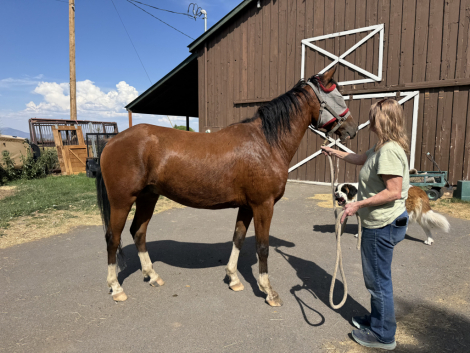 HorseID: 2301852 Pedro - PhotoID: 1083835