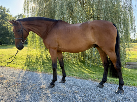 HorseID: 2301862 Narrero - PhotoID: 1083845