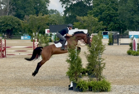 HorseID: 2301862 Narrero - PhotoID: 1083847