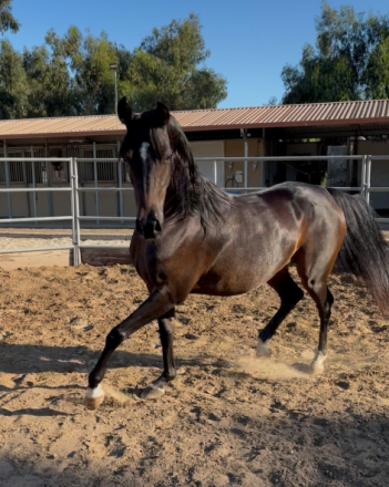 HorseID: 2301868 Ashta - PhotoID: 1083852