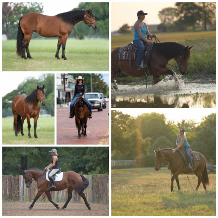 HorseID: 2301878 Sweet Smoken Playgirl - PhotoID: 1083868