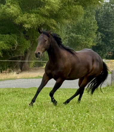 HorseID: 2301881 Streakin Lil Princes - PhotoID: 1083869