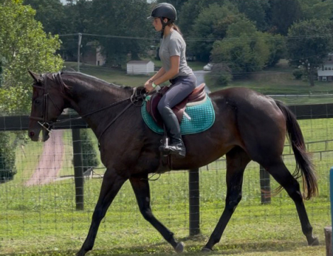 HorseID: 2301883 Groton St Scout - PhotoID: 1083870