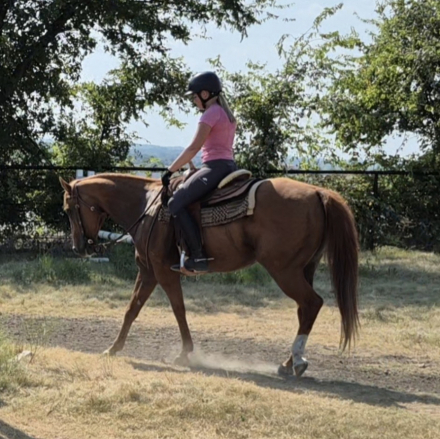 HorseID: 2301884 Rusty - PhotoID: 1083871