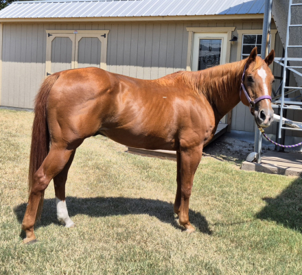 HorseID: 2301884 Rusty - PhotoID: 1083872