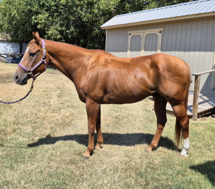 HorseID: 2301884 Rusty - PhotoID: 1083873