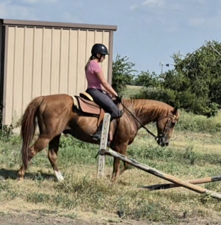 HorseID: 2301884 Rusty - PhotoID: 1083874