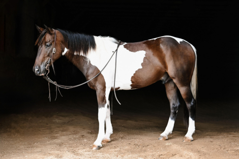 HorseID: 2301886 Family-Friendly Paint Quarter Pony Gelding – Saf - PhotoID: 1083880