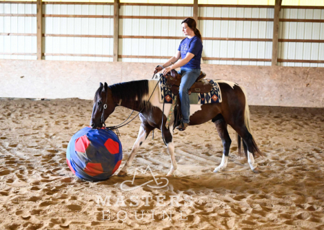 HorseID: 2301886 Family-Friendly Paint Quarter Pony Gelding – Saf - PhotoID: 1083881