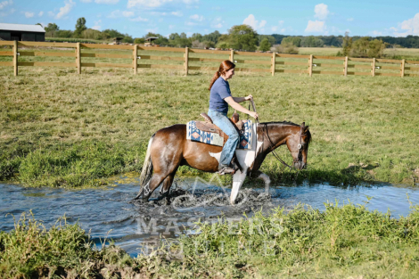 HorseID: 2301886 Family-Friendly Paint Quarter Pony Gelding – Saf - PhotoID: 1083882