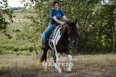 HorseID: 2301886 Family-Friendly Paint Quarter Pony Gelding – Saf - PhotoID: 1083883