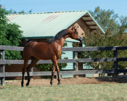 HorseID: 2301887 Markeea - PhotoID: 1083884