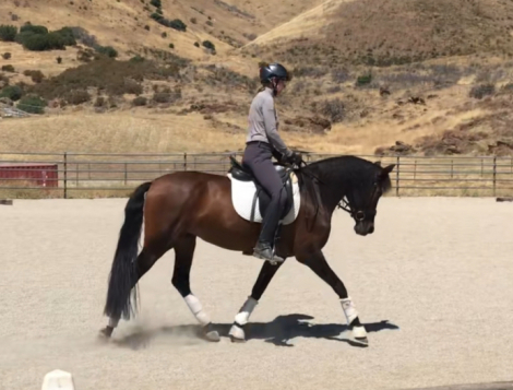 HorseID: 2301889 Treasure - PhotoID: 1083886