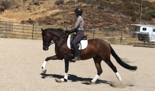 HorseID: 2301889 Treasure - PhotoID: 1083887