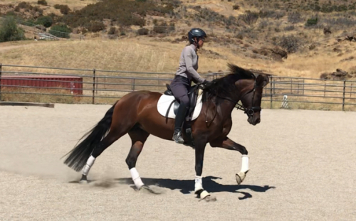 HorseID: 2301889 Treasure - PhotoID: 1083889