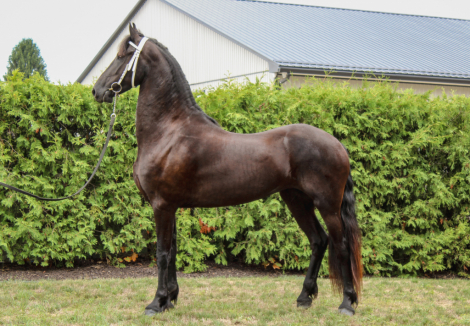 HorseID: 2301894 Taleena D. Fan Legend - PhotoID: 1083893